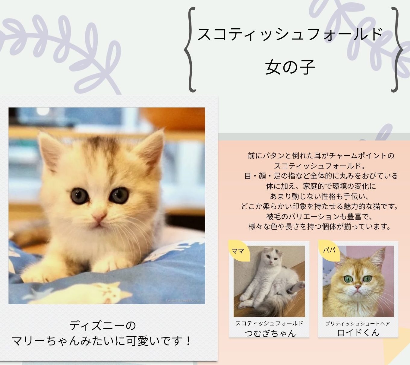 スコティッシュフォールド 女の子 2025/9/25 生まれ