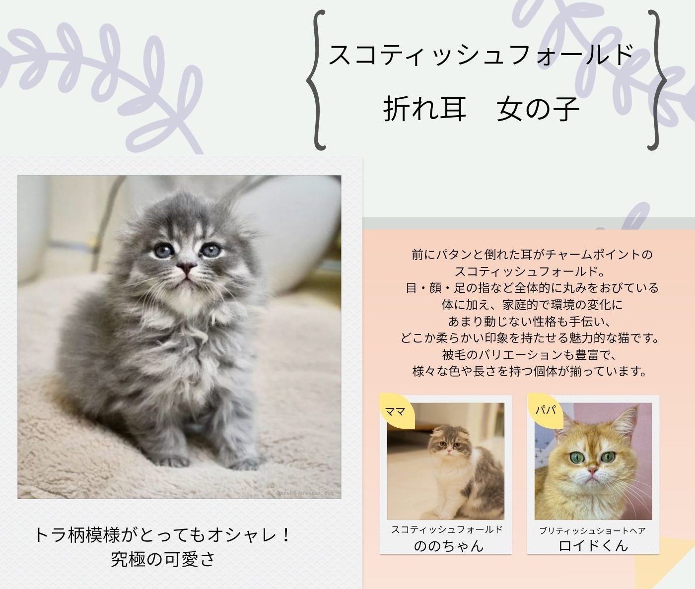 スコティッシュフォールド 折れ耳 女の子 2025/9/23 生まれ
