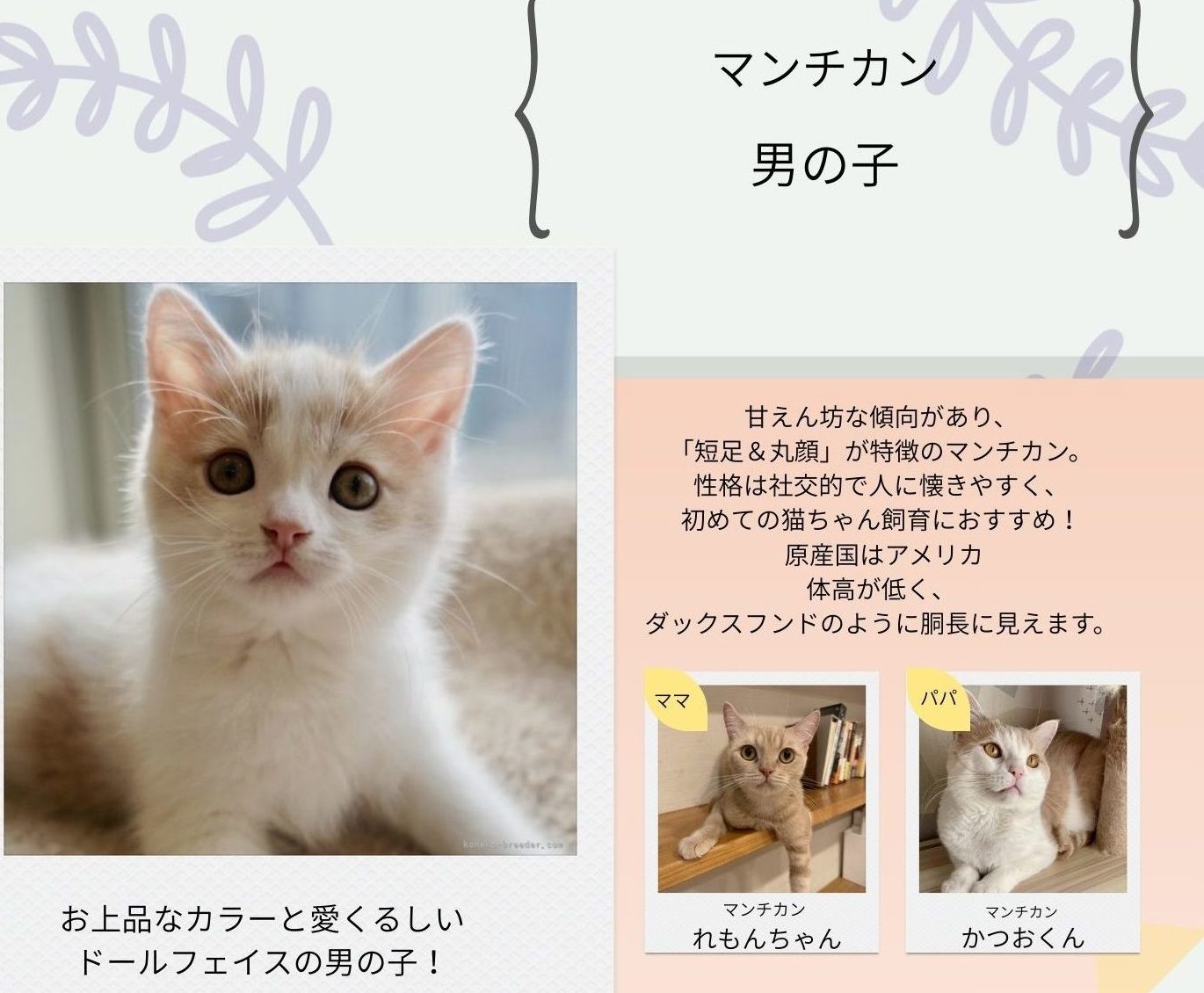 マンチカン男の子 2025/9/5 生まれ