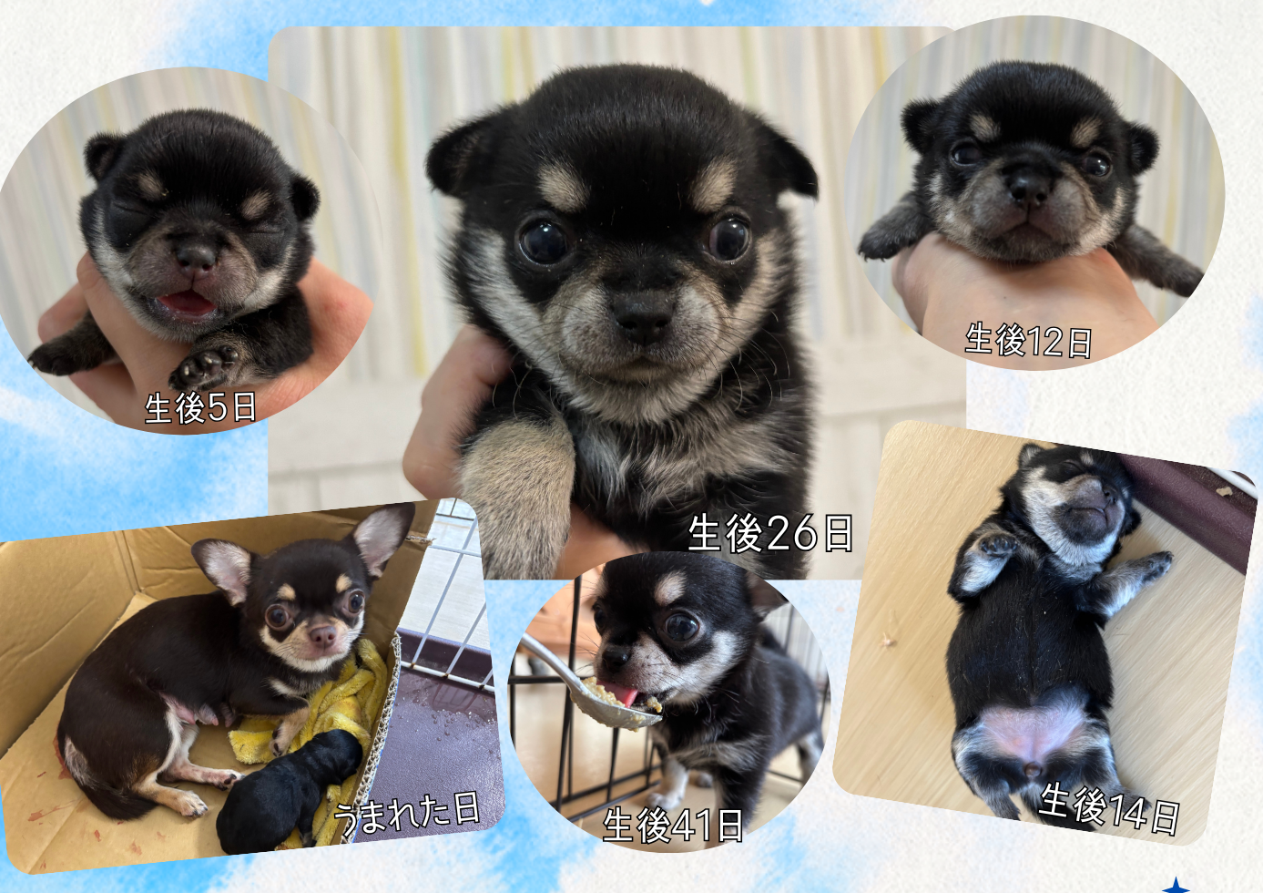 チワワ 女の子 2025/10/14生まれ