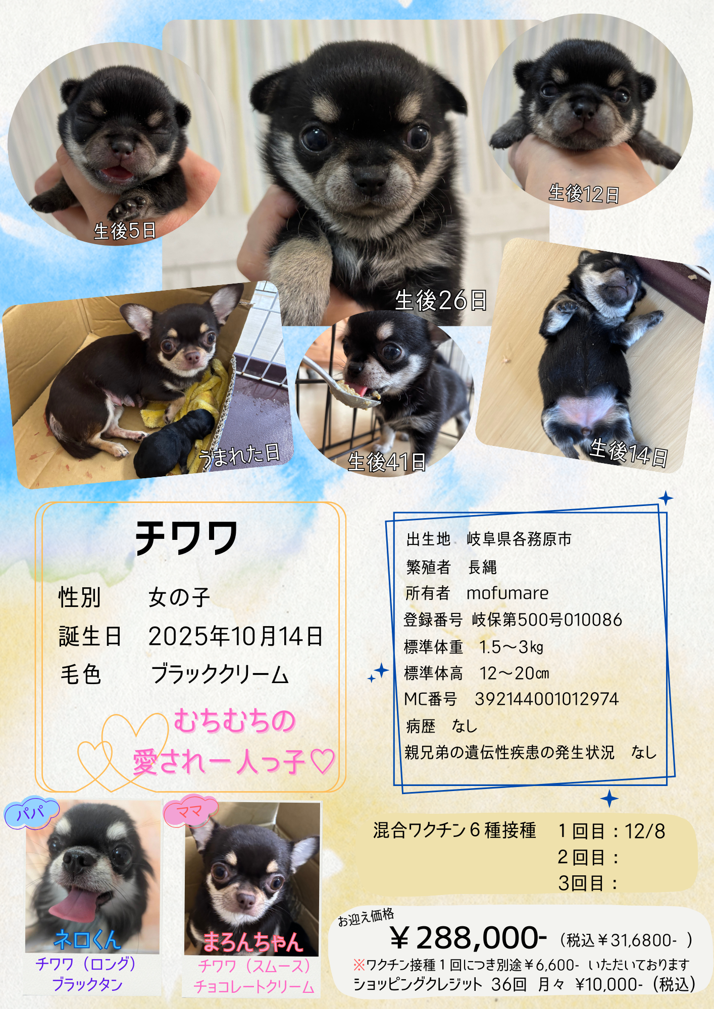 チワワ 女の子 2025/10/14生まれ