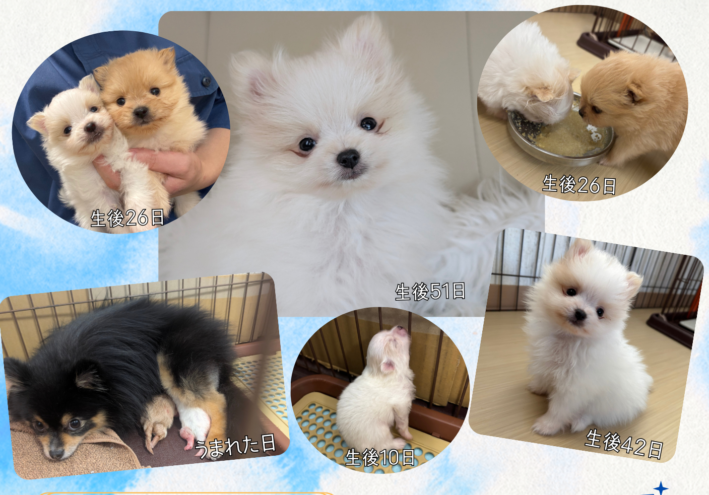 ポメラニアン 男の子 2025/11/25 生まれ