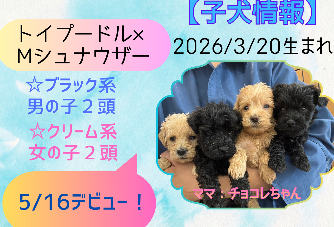 子犬デビュー予定案内