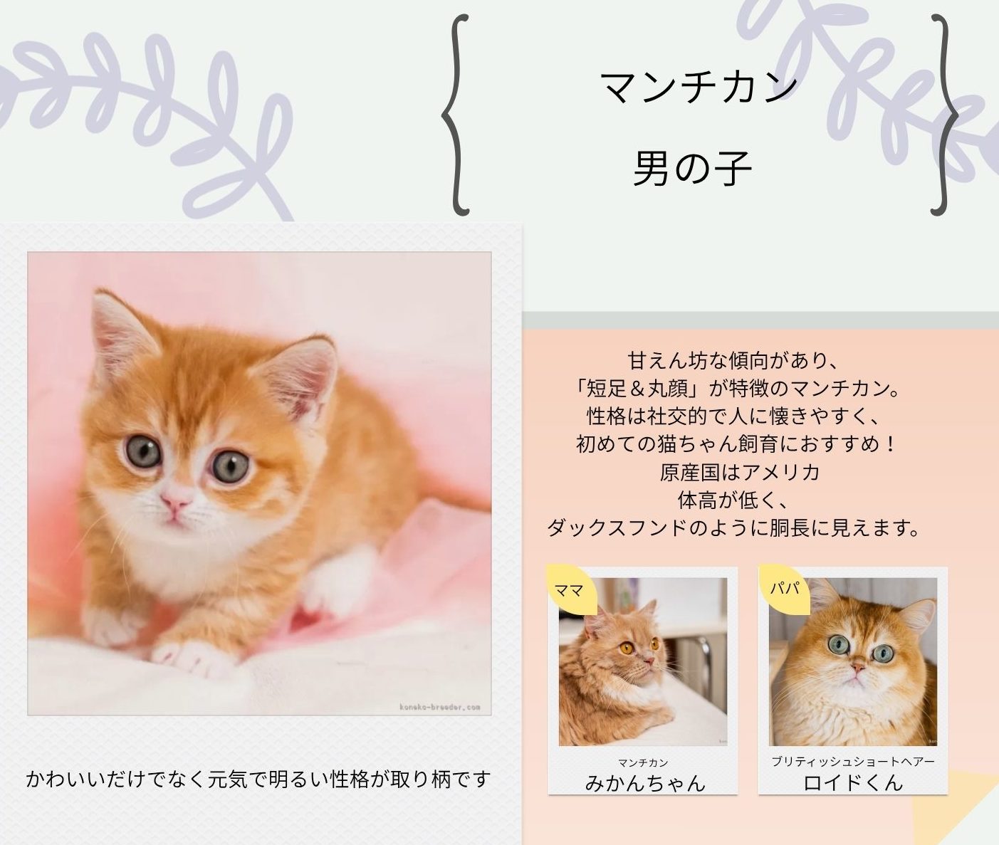 マンチカン 男の子 2026/2/12