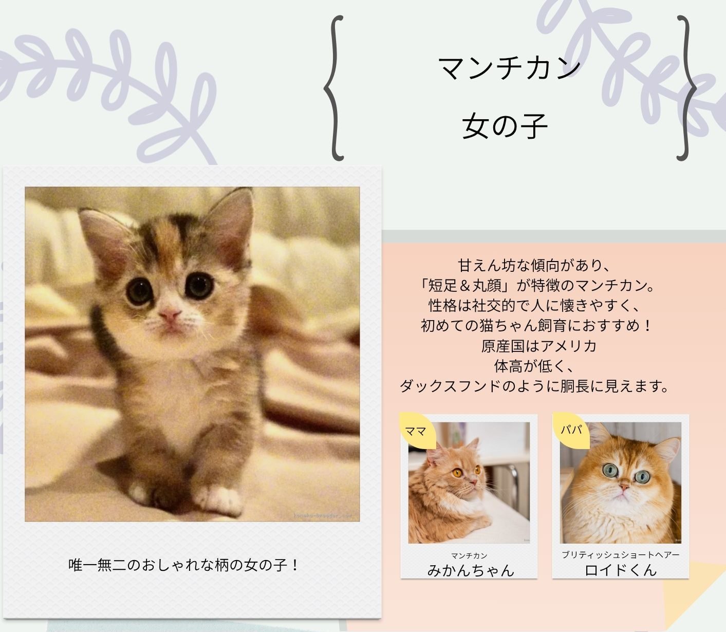 マンチカン 女の子 2026/2/12