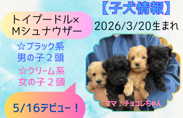 シュナプー デビュー 予定案内