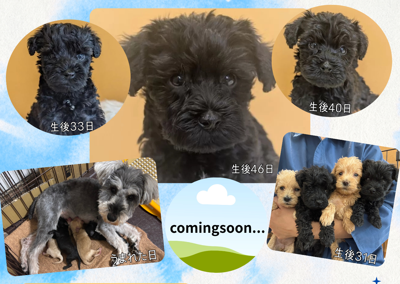トイプードル×ミニチュアシュナウザー 2026/03/20生まれ 男の子