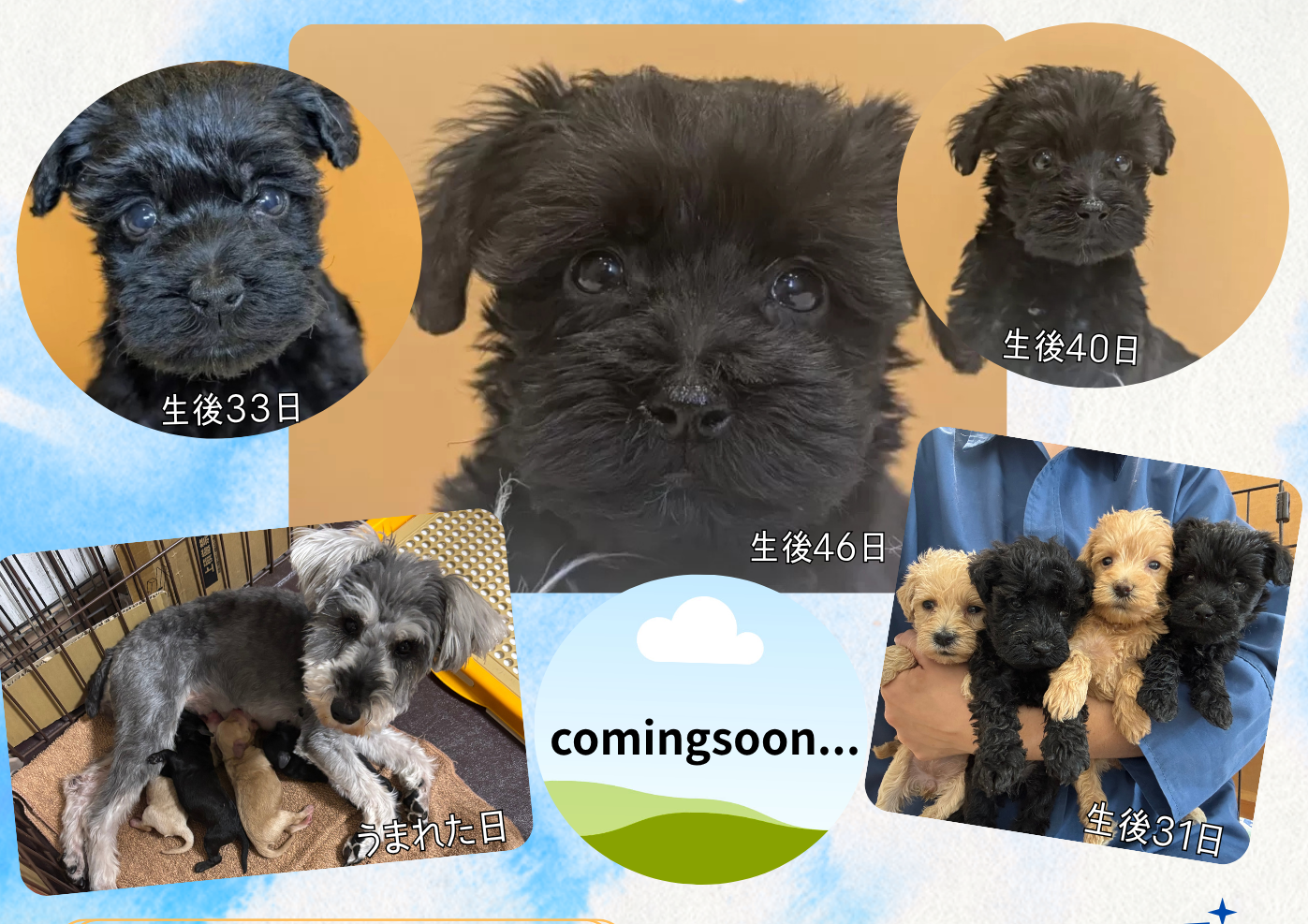 トイプードル×ミニチュアシュナウザー 2026/03/20生まれ 男の子