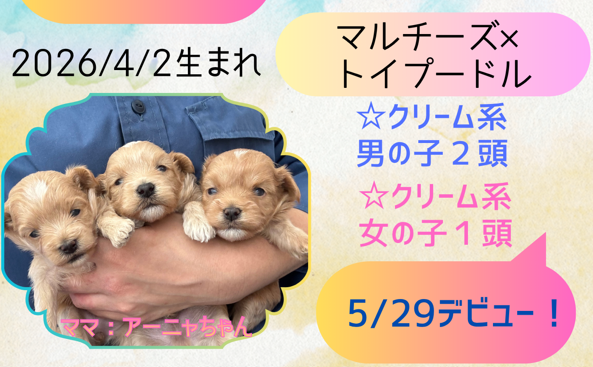 マルプー　デビュー 予定案内