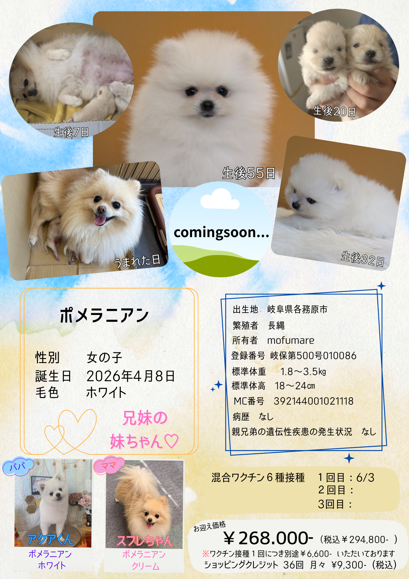 ポメラニアン 2026/4/8生まれ 女の子 | 犬と猫と魚のお店 mofumare 