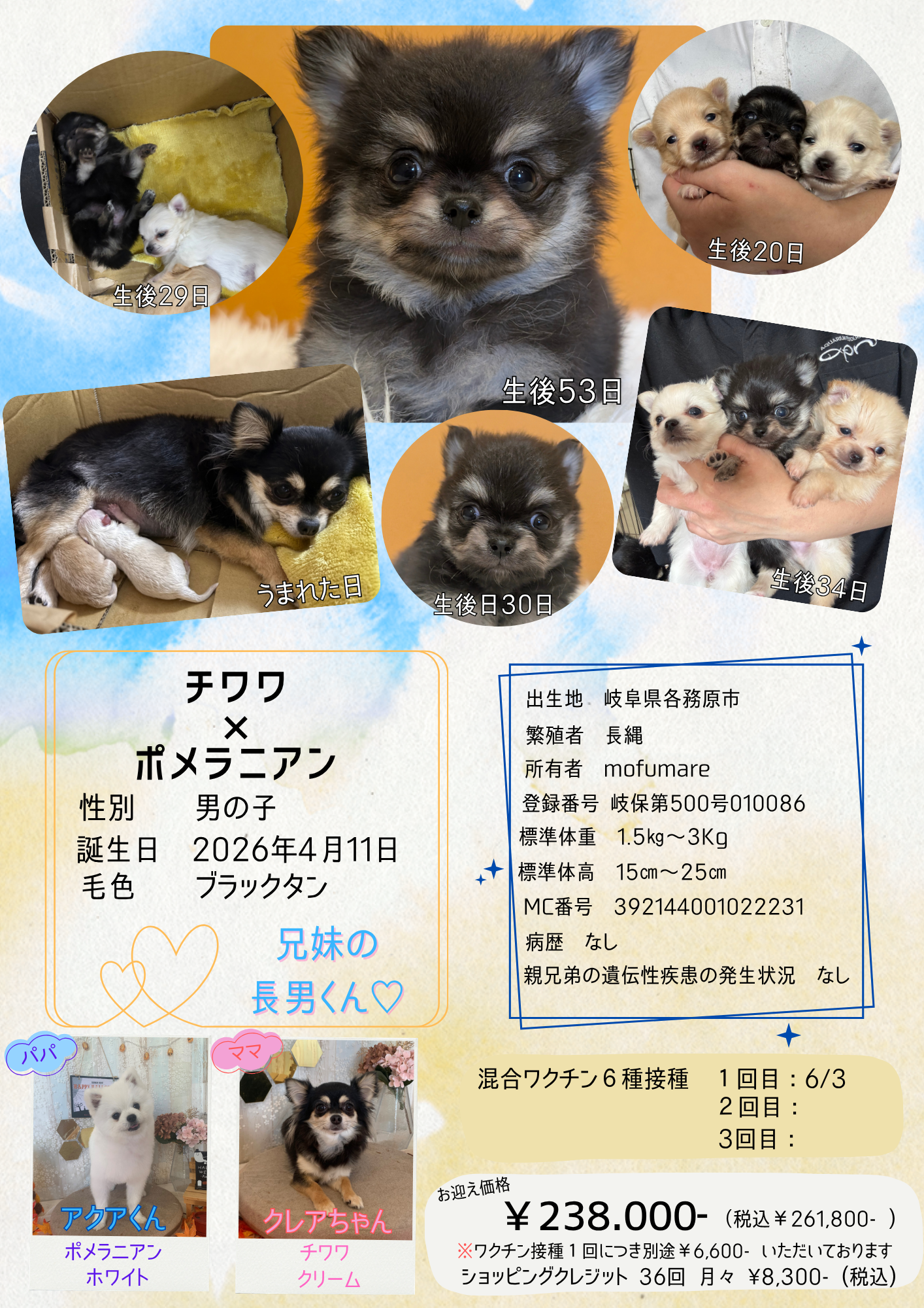 チワワ×ポメラニアン 2026/4/11 生まれ 男の子 | 犬と猫と魚のお店
