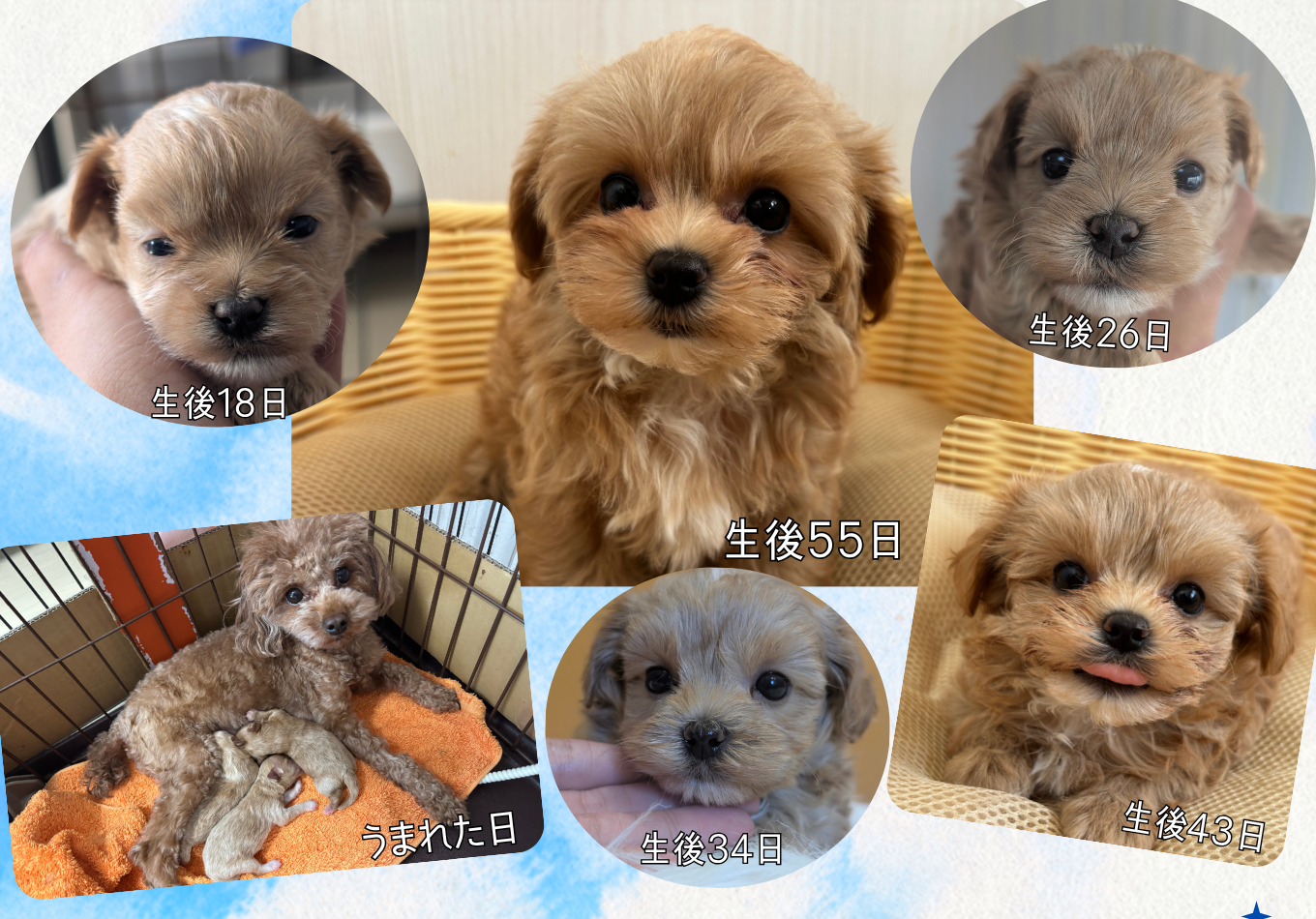マルチーズ×トイプードル 2026/4/2生まれ 男の子