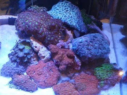 アクアリウム 500×295 珊瑚 巻貝 海藻 流木 枝珊瑚 - 置物